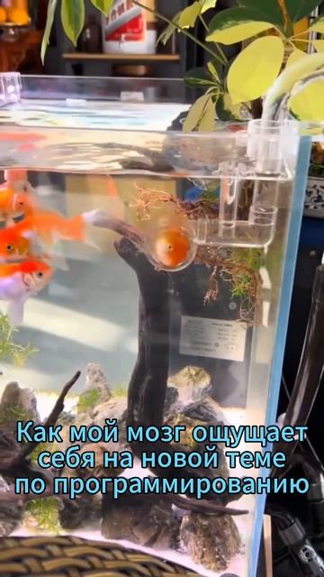 Как мозг ощущает себя на программировании 😂 #мем #программирование #код смотреть онлайн