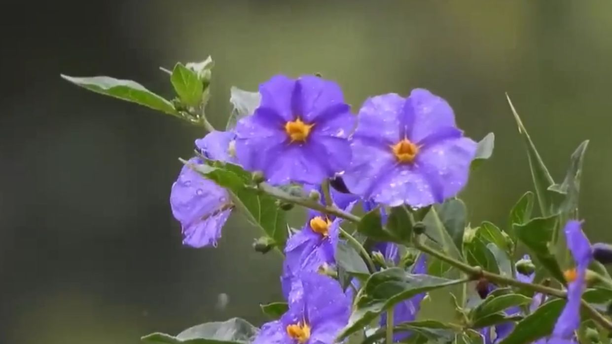 Вальс дождя. Музыка для релакса и успокоения нервов смотреть онлайн