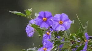 Вальс дождя. Музыка для релакса и успокоения нервов