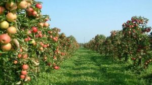 Интенсивный, промышленный сад, на 6 сотках. С чего начать.