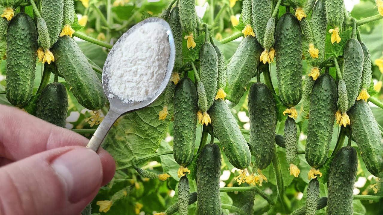 1 Ложка и Огурцы Томаты Перцы начинают плодоносить очень мощно, собрал тонну за неделю смотреть онлайн