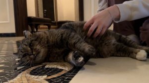 ДНЕВНИК лесного кота БАРСИКА: «Это Любовь!»  - 27.12.2025