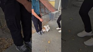 Нервный шпиц (Мурат Нуржанов)