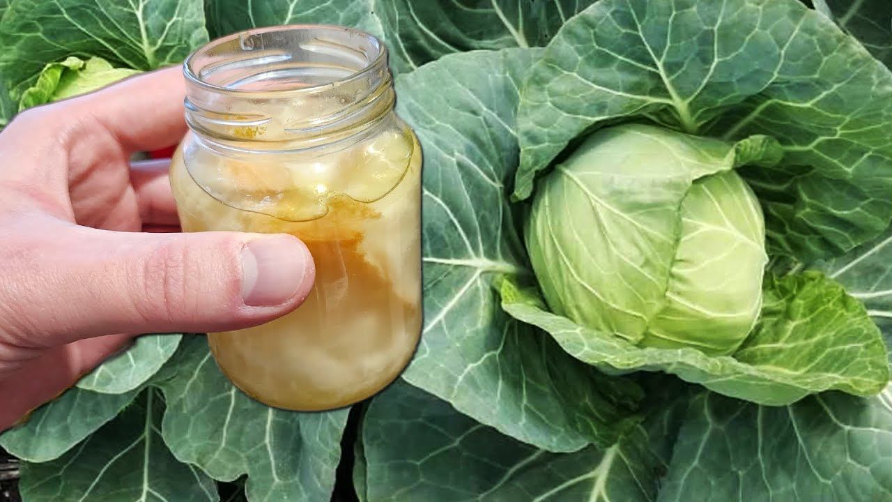 КАПУСТА РАСТЁТ НА ГЛАЗАХ БЕЗ ВРЕДИТЕЛЕЙ И БОЛЕЗНЕЙ! ПОДКОРМКА И ЗАЩИТА ДЛЯ КАПУСТЫ! смотреть онлайн