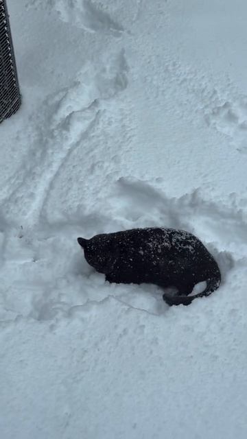 Снег смотреть онлайн