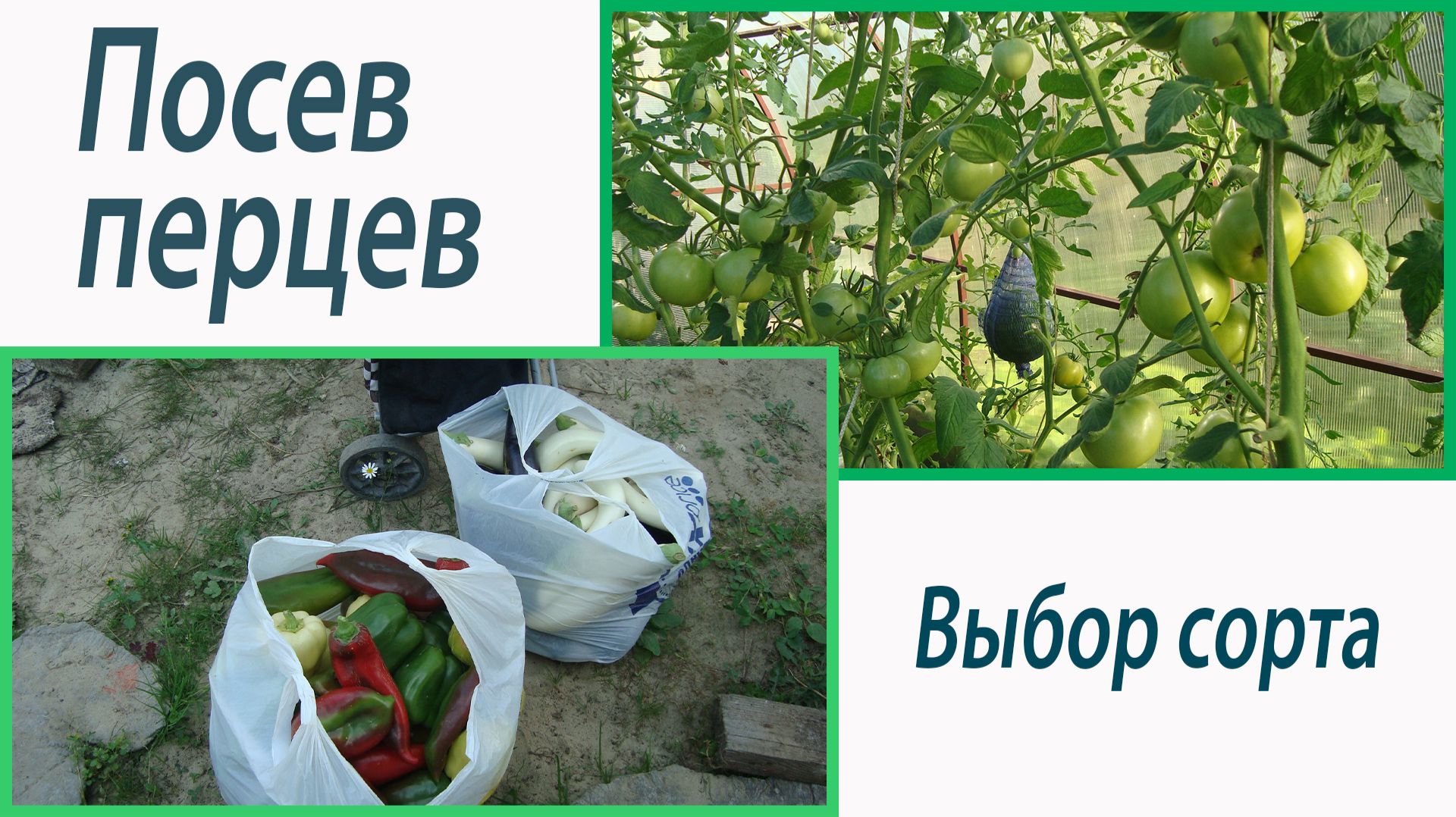 Посев перцев. Сорта. Октябрина Ганичкина смотреть онлайн