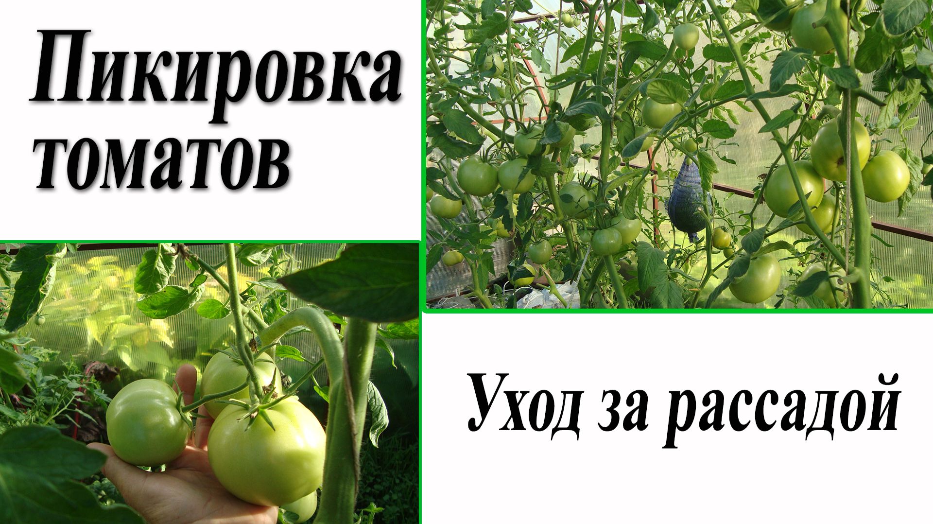 Пикировка томатов. Уход за рассадой. Октябрина Ганичкина смотреть онлайн