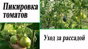 Пикировка томатов. Уход за рассадой. Октябрина Ганичкина