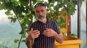 Винные дрожжи: дикие или культурные? Какие выбрать для