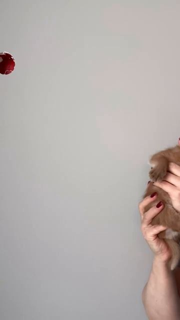 Чирикает..Да-да, так каракал выражает свои эмоции. смотреть онлайн