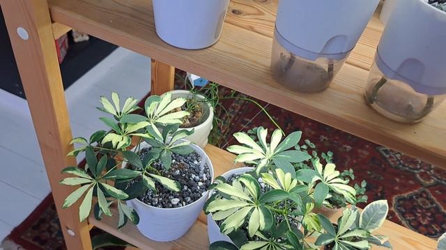 Растения !!! Конец декабря! С наступающим! смотреть онлайн