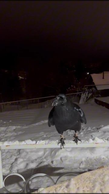 Грецкий орех и Ворона смотреть онлайн