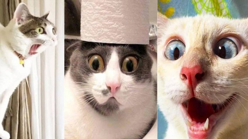 СМЕШНО ДО СЛЕЗ 😹😍 СМЕШНЫЕ КОТЫ, ЛУЧШИЕ ПРИКОЛЫ С КОТАМИ, СОБАКАМИ КОШКИ,СОБАКИ , ЖИВОТНЫЕ 🥰 смотреть онлайн