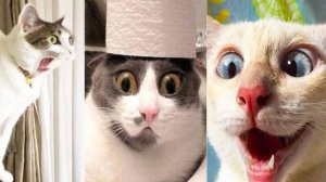 СМЕШНО ДО СЛЕЗ 😹😍 СМЕШНЫЕ КОТЫ, ЛУЧШИЕ ПРИКОЛЫ С КОТАМИ, СОБАКАМИ КОШКИ,СОБАКИ , ЖИВОТНЫЕ 🥰