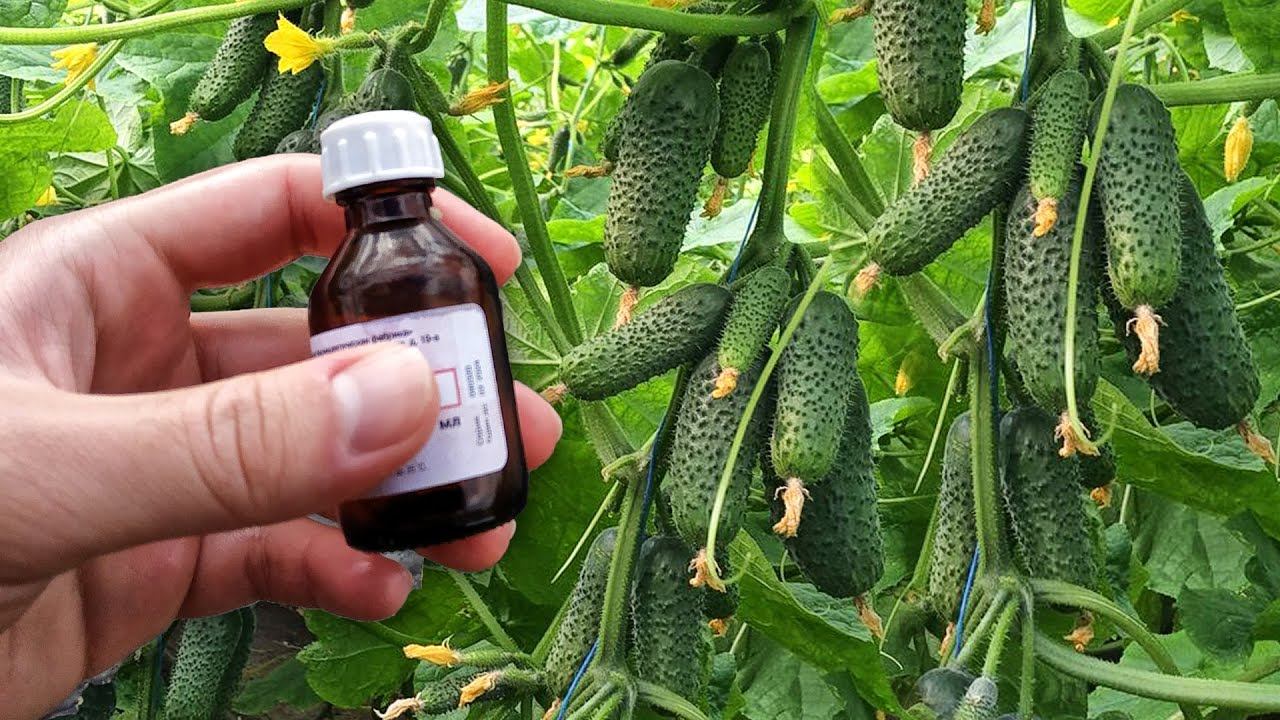 Дайте это Огурцам и они вмиг пойдут в рост, не будут болеть и заплодоносят как бешеные! смотреть онлайн