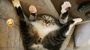 Смешные Кошки-Коты 2025 😸Лучшие приколы с кошками и Животными!😸 Кошки😸 Животные- Смешное видео!