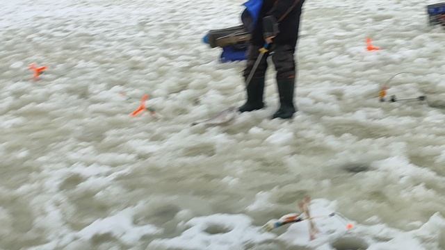 Форель на пасту. Основной водоём. смотреть онлайн