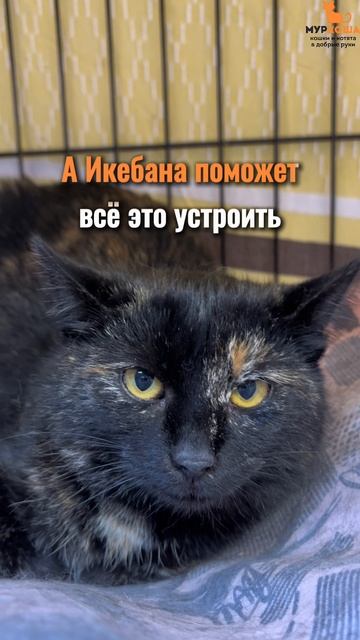 Икебана ждёт вас в приюте #Муркоша смотреть онлайн