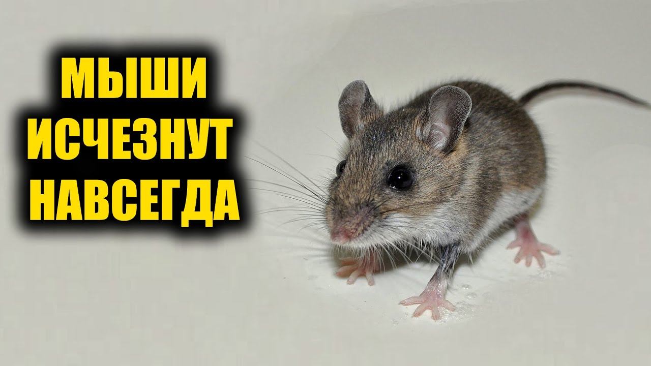 Как избавиться от мышей за секунды без химии навсегда смотреть онлайн