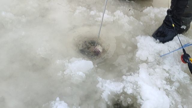 Основной водоём. Форель на пасту. смотреть онлайн