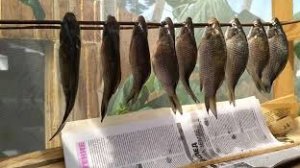 КАРАСЬ НА УРАЛЕ??? ЛОВЛЮ и СУШУ