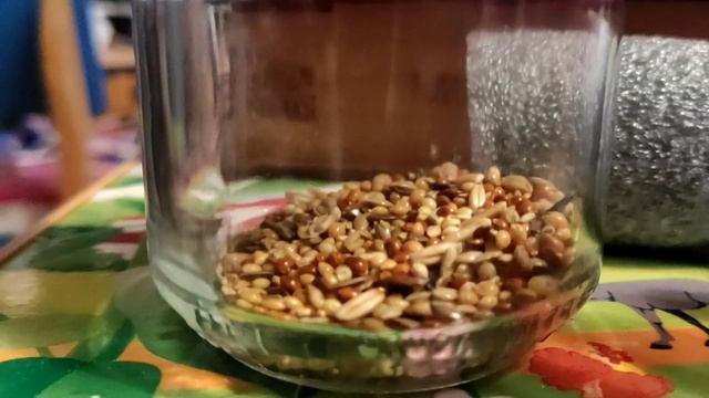 Муравьиная ферма переселение