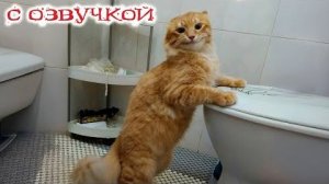 ТАЙНАЯ ЖИЗНЬ ДОМАШНИХ ЖИВОТНЫХ, СНЯТАЯ НА КАМЕРУ
