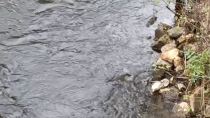 ВСЁ ЖУРЧИТ, ВСЁ ИЗМЕНЯЕТСЯ