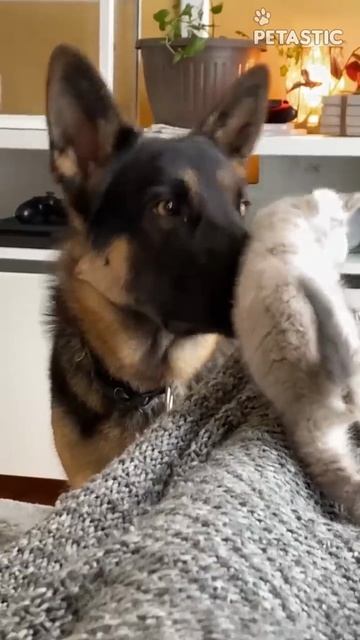 German Shepherd Befriends Kitten On Her First Day Home __ PETASTIC 🐾 смотреть онлайн