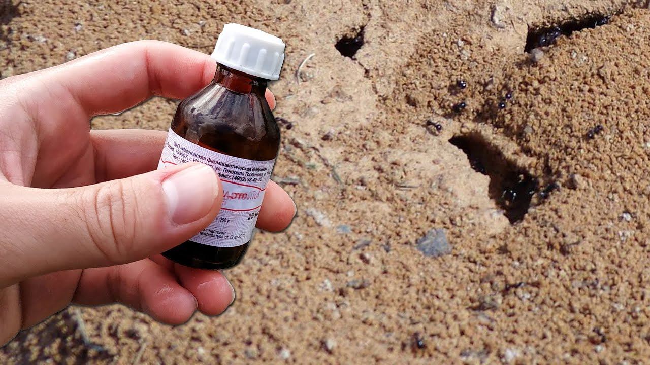 От Муравьев и Тли помогло сразу, прямо на глазах! Проверенный способ! смотреть онлайн