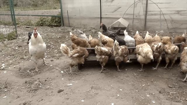 Оптимизм смотреть онлайн