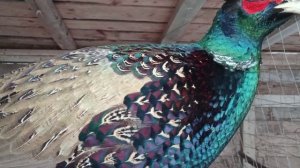 Петух румынского фазана и его курица