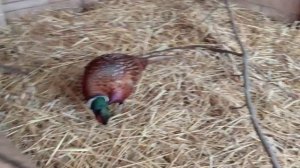 Охотничий промысловый фазан и три его подруги