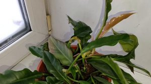 комнатные растения: новинки🪴🪴🪴🪴🪴🪴🪴🪴🪴🪴🪴🪴🪴🪴🪴🪴🪴🪴🪴🪴🪴🪴🪴🪴🪴🪴🪴