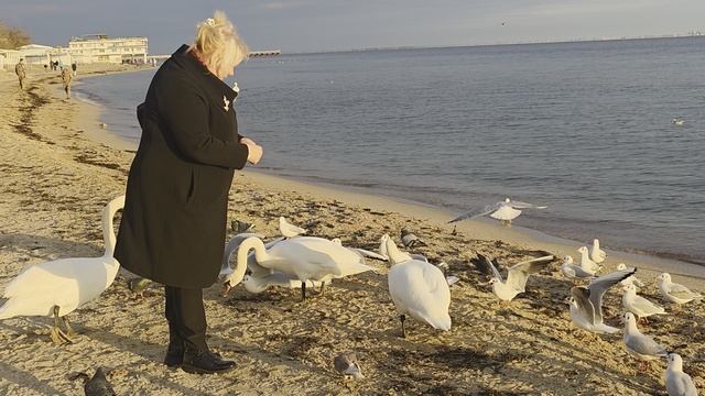 Лебеди в Евпатории.mp4