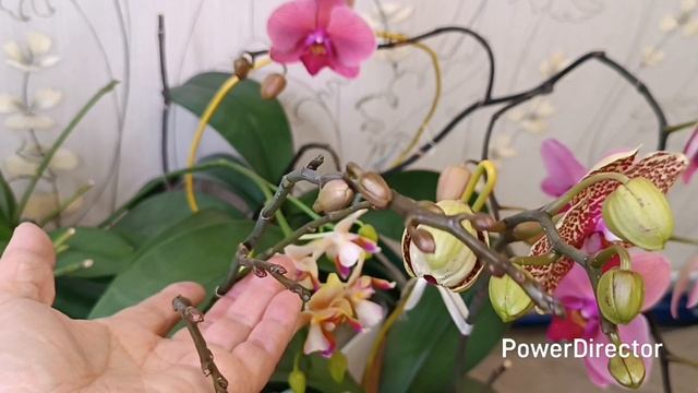 Цветение орхидей в декабре. 2 часть. смотреть онлайн