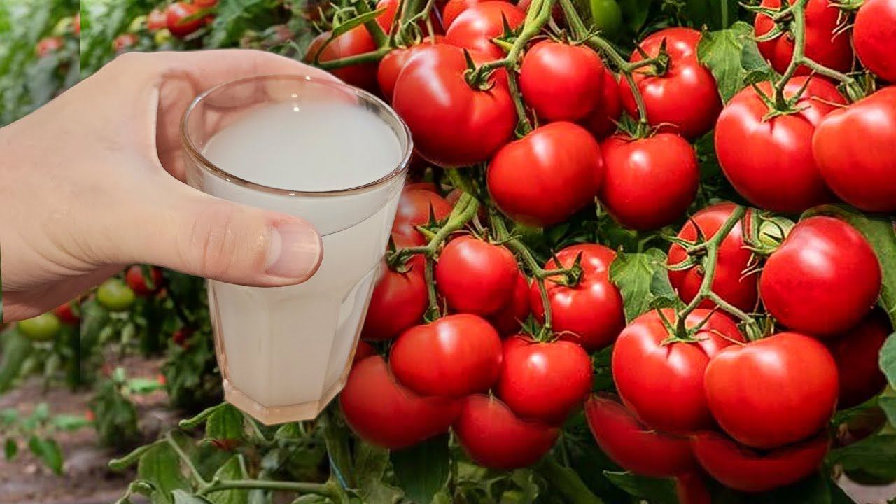 Полил Томаты этим и теперь нарастает по 50 вёдер томатов каждый день, спасибо тому кто это придумал смотреть онлайн