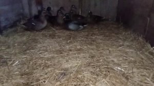 Домашнее кряквы