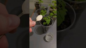 Супер крепкая рассада! 1 ложка для рассады томатов перца и огурцов! #огород #рассада #томаты