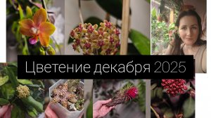 цветение декабря 2025