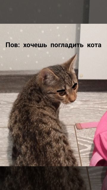 Хочешь погладить кота?