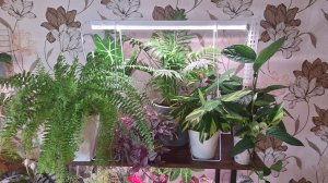 Покупки и подарок для растений, опять перестановки.