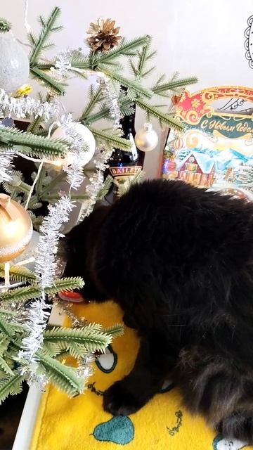 Ёлку грызет