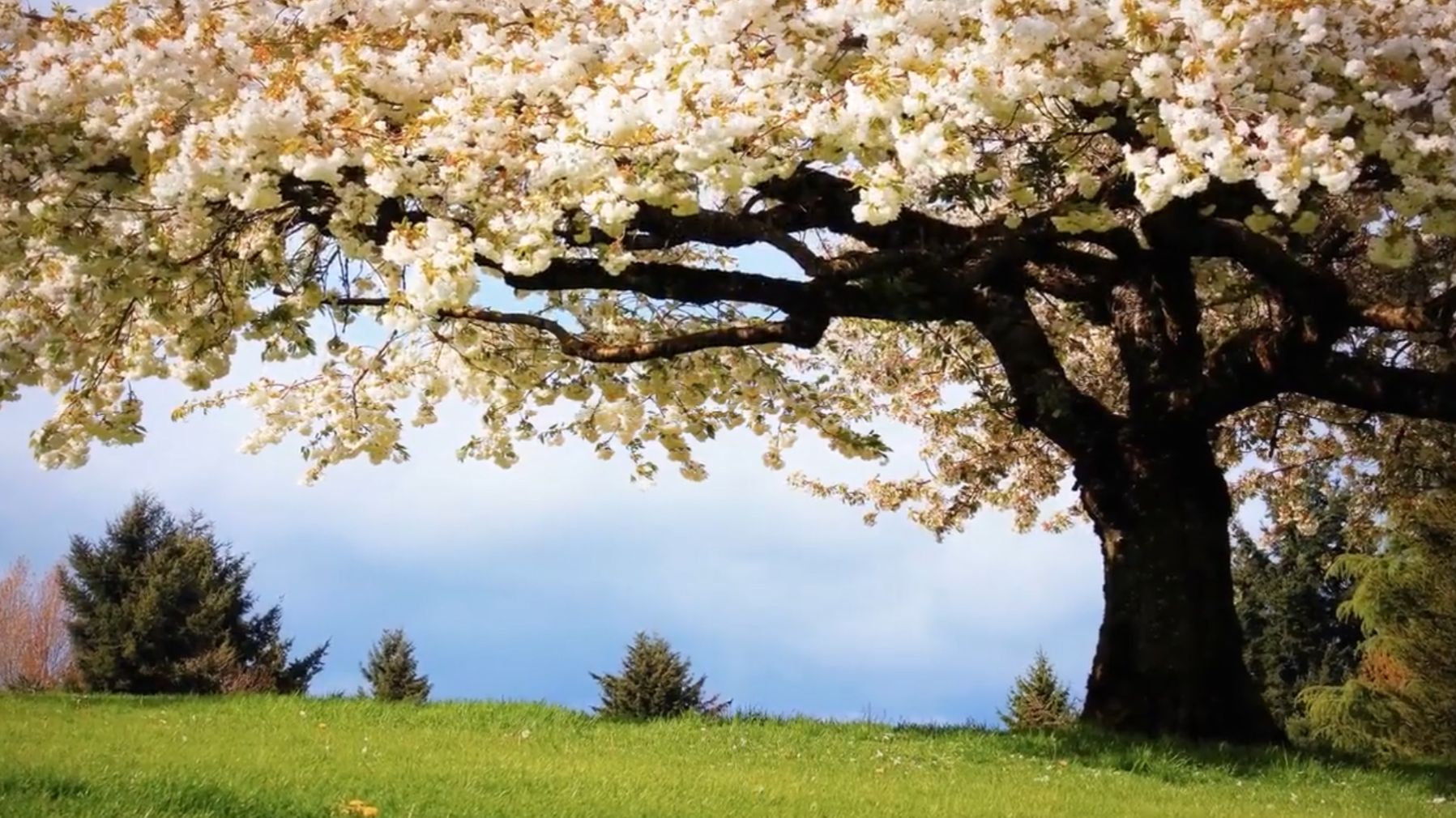 Сборник_красивой_музыки_для_души_весна смотреть онлайн