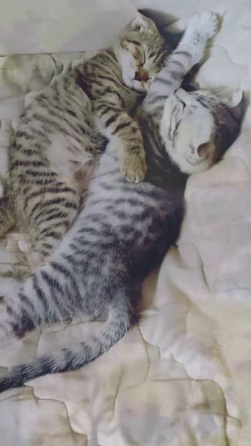 1000520084.mp4 смотреть онлайн