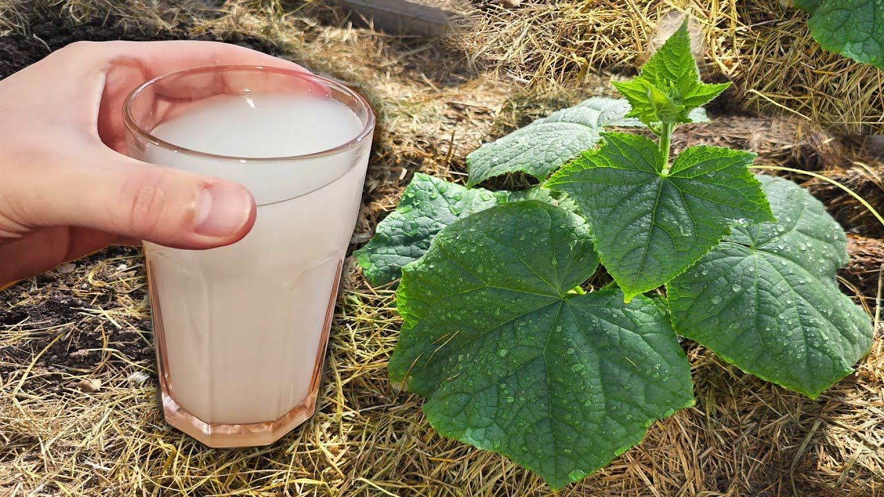 1 Литр под огурцы и огурцы прут как бешеные и болезней нет! Тонна огурцов с куста смотреть онлайн