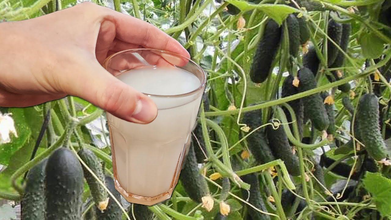 Подлила под Огурцы, Томаты, Перец и они сразу за неделю дали тонну урожая! Это невероятно! смотреть онлайн