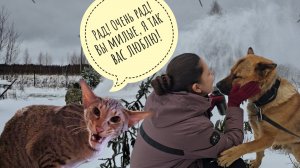 Треугольный кот приехал, сестру брата Егора привёз! Пёс Кубик счастлив, кошка Морошка бдит порядок