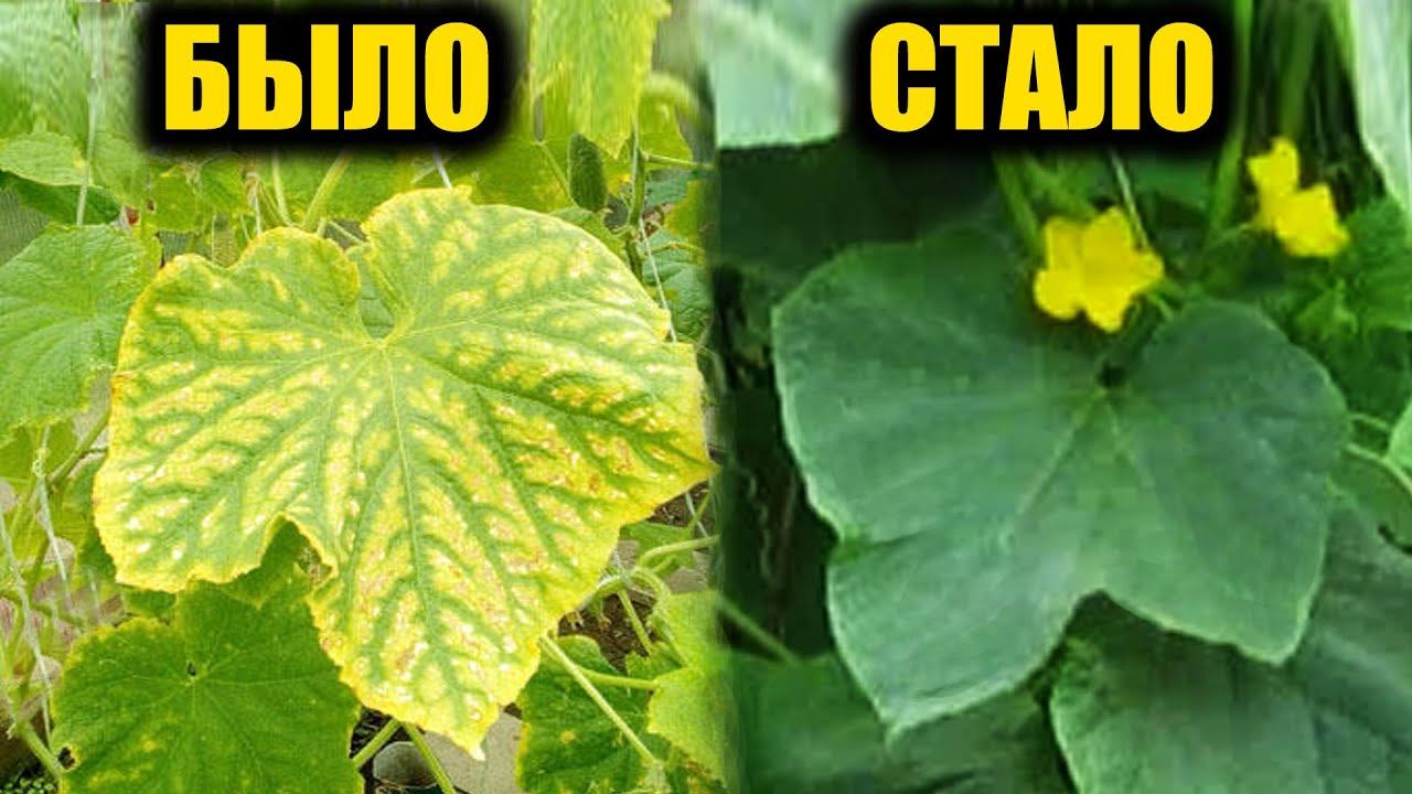Желтеют листья ОГУРЦОВ как это остановить навсегда и чтобы сразу начали плодоносить ведрами! смотреть онлайн