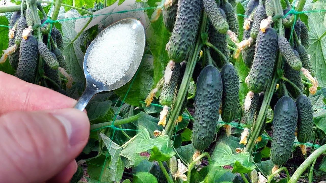 Срочно дайте Огурцам Томатом Перцу 1 Ложку этого и будете собирать урожай вёдрами до осени! смотреть онлайн